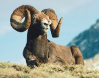 Cori's Alpine Tundra Page - Wildlife